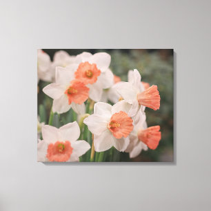Narcissen Perzik Canvas Afdruk