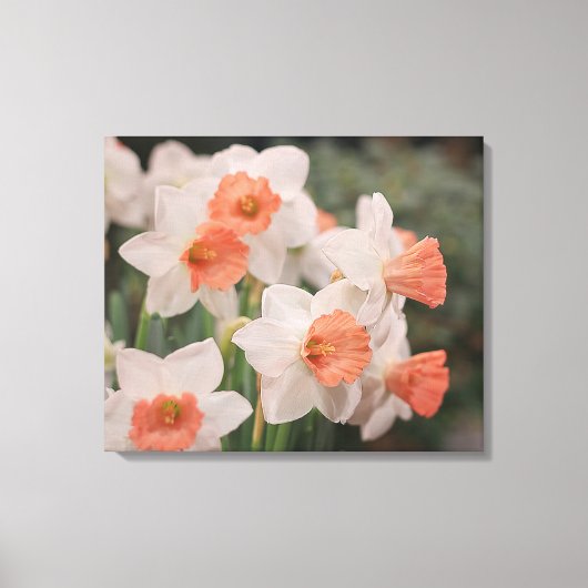 Narcissen Perzik Canvas Afdruk (Voorkant)