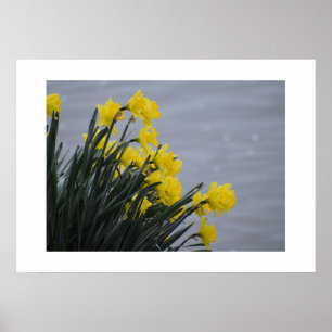 Narcissen poster