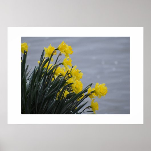 Narcissen  poster (Voorkant)