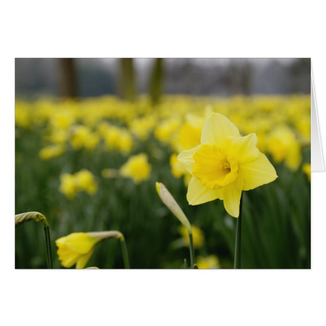 Narcissen (RF) (Voorkant Horizontaal)
