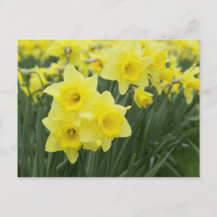 Narcissen RF) Briefkaart