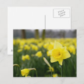 Narcissen (RF) Briefkaart (Voorkant / Achterkant)