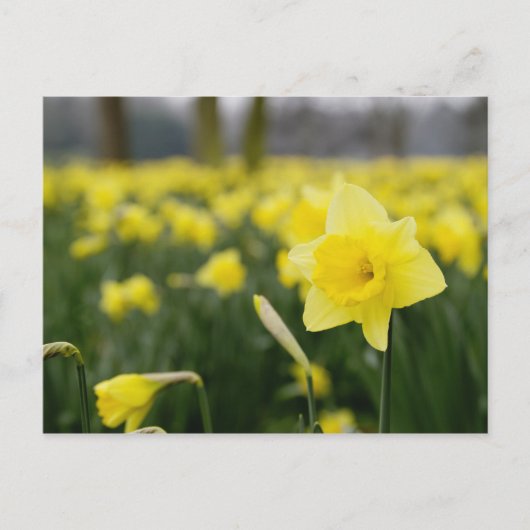 Narcissen (RF) Briefkaart (Voorkant)
