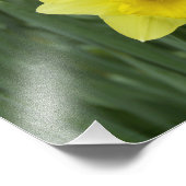 Narcissen RF) Foto Afdruk (Hoek)