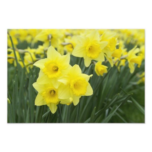 Narcissen RF) Foto Afdruk (Voorkant)