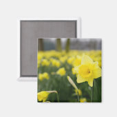 Narcissen (RF) Magneet (Voorkant / Achterkant)