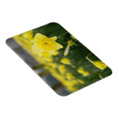 Narcissen (RF) Magneet (Rechterzijde)