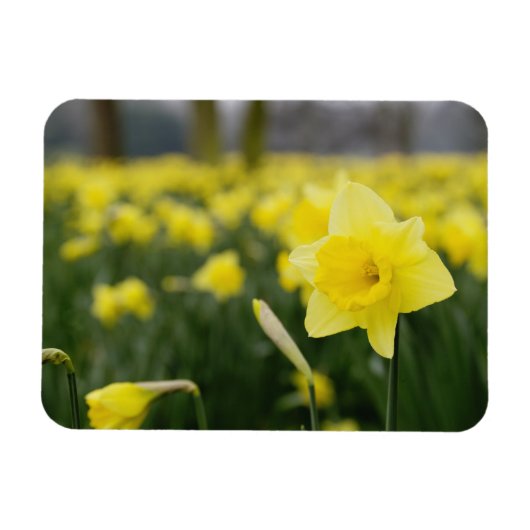 Narcissen (RF) Magneet (Horizontaal)