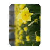 Narcissen (RF) Magneet (Verticaal)