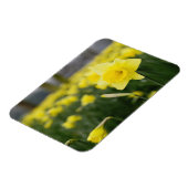 Narcissen (RF) Magneet (Linkerzijde)