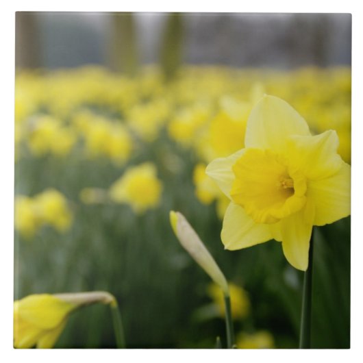 Narcissen (RF) Tegeltje (Voorkant)