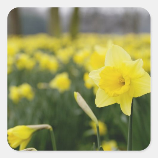 Narcissen (RF) Vierkante Sticker (Voorkant)