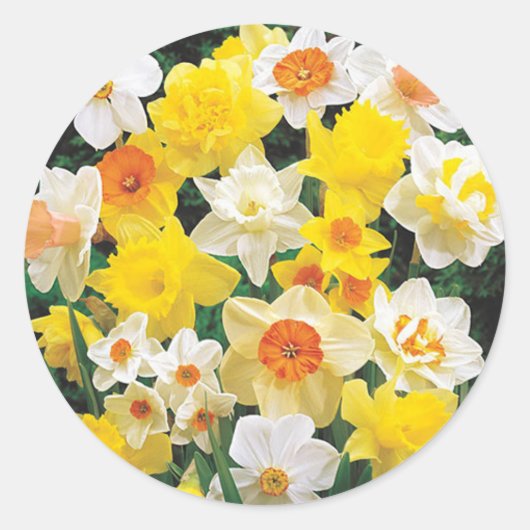 Narcissen Teken van Lente Envelope Zegel Sticker (Voorkant)