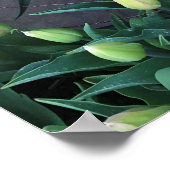 Narcissen & Tulpen, Oregon Poster (Hoek)