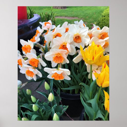 Narcissen & Tulpen, Oregon Poster (Voorkant)