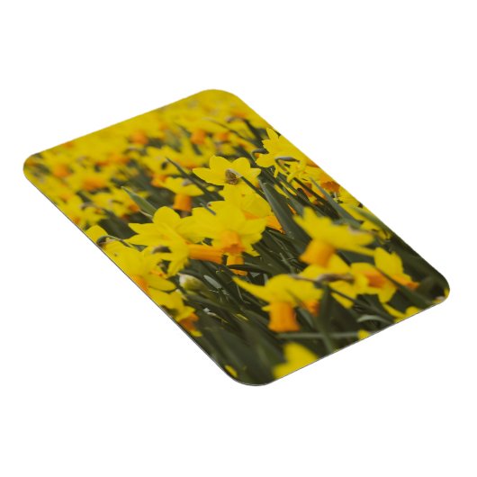 Narcissen Veld Ansichtkaart Magneet (Rechterzijde)