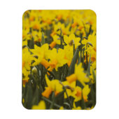 Narcissen Veld Ansichtkaart Magneet (Verticaal)