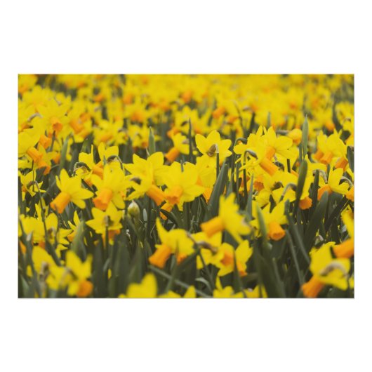 Narcissenveld Foto Afdruk (Voorkant)