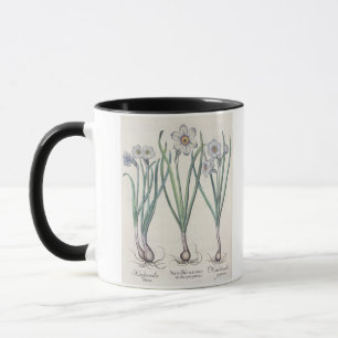 Narcissi: 1.Narcissus maximus medio purpureus; 2,N Mok
