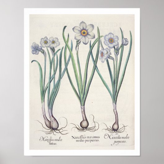 Narcissi: 1.Narcissus maximus medio purpureus; 2.N Poster (Voorkant)