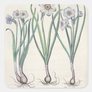Narcissi: 1.Narcissus maximus medio purpureus; 2.N Vierkante Sticker