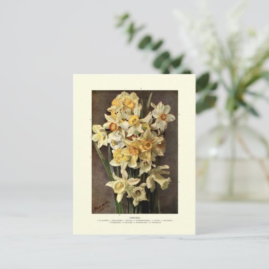 Narcissi Briefkaart (Staand voorkant)