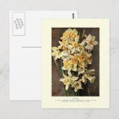Narcissi Briefkaart (Voorkant / Achterkant)