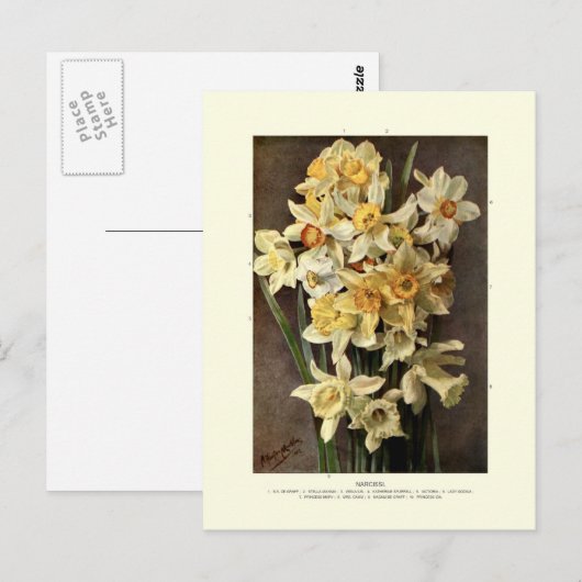 Narcissi Briefkaart (Voorkant / Achterkant)