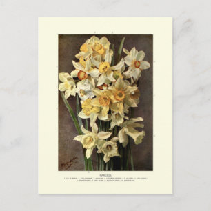 Narcissi Briefkaart