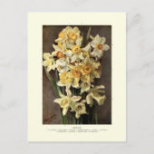 Narcissi Briefkaart (Voorkant)