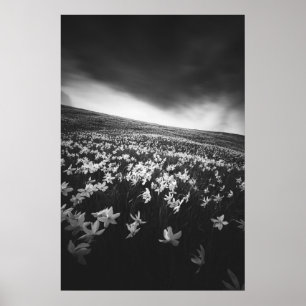 Narcissubloemen op de bergolië, Slovenië Poster