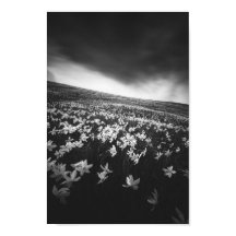 Narcissubloemen op de bergolië, Slovenië