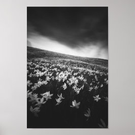 Narcissubloemen op de bergolië, Slovenië Poster