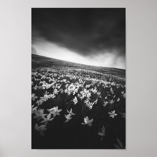 Narcissubloemen op de bergolië, Slovenië Poster (Voorkant)