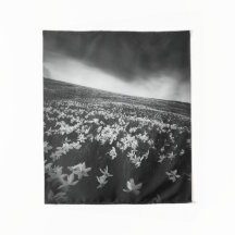 Narcissubloemen op de bergolië, Slovenië