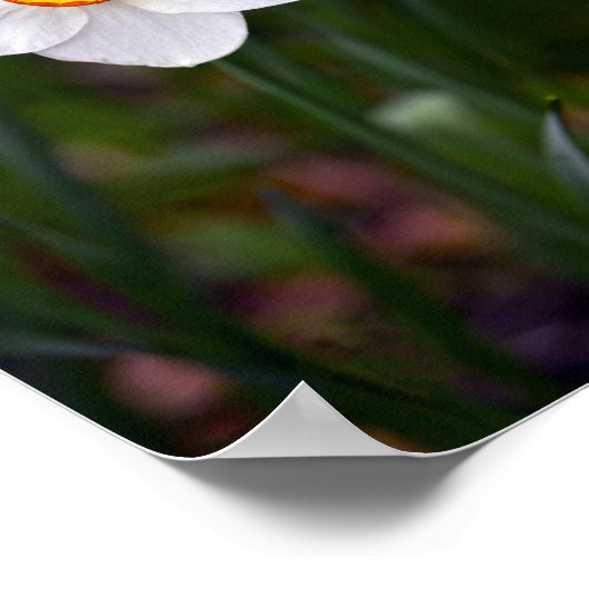 Narcissus Bloed Poster (Hoek)