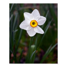 Narcissus Bloed Poster