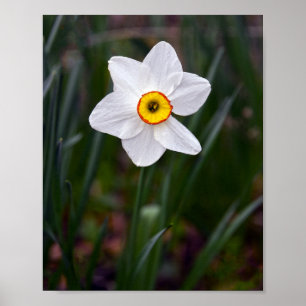 Narcissus Bloed Poster