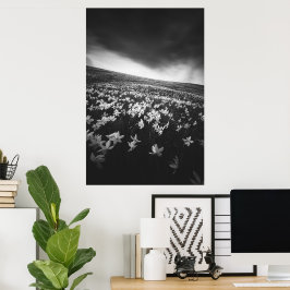 Narcissus bloemen op berg Golica, Slovenië Poster