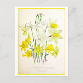 Narcissus Botanical Illustration Vintage Briefkaart