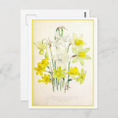 Narcissus Botanical Illustration Vintage Briefkaart (Voorkant / Achterkant)