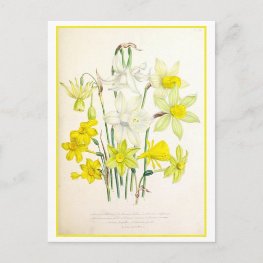Narcissus Botanical Illustration Vintage Briefkaart (Voorkant)
