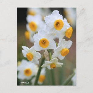 Narcissus [Briefkaart] Briefkaart
