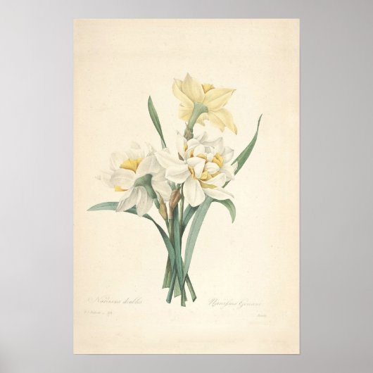 Narcissus Canvas Print (Voorkant)