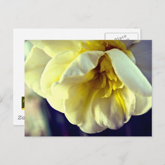 Narcissus Daffodil Briefkaart (Voorkant / Achterkant)