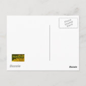 Narcissus Daffodil Briefkaart (Achterkant)