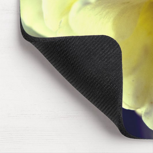 Narcissus Daffodil Muismat (Hoek)