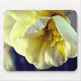 Narcissus Daffodil Muismat