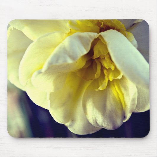 Narcissus Daffodil Muismat (Voorkant)